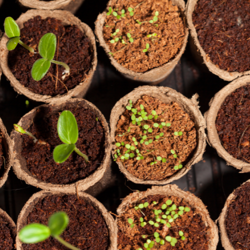 Event image Seedy Saturday